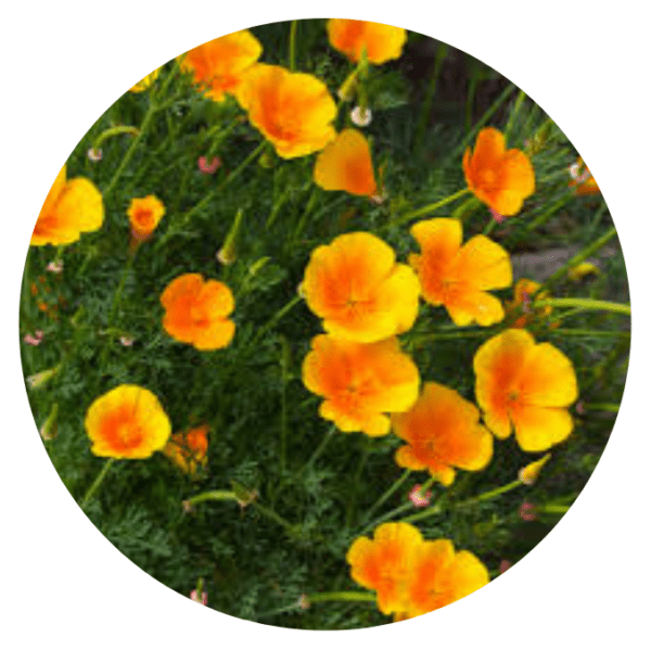 Eschscholzia
